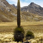 puya raimondi