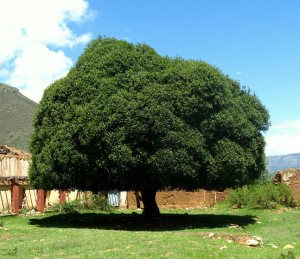 quinine arbre national peruvien