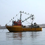 farine et huile de poisson